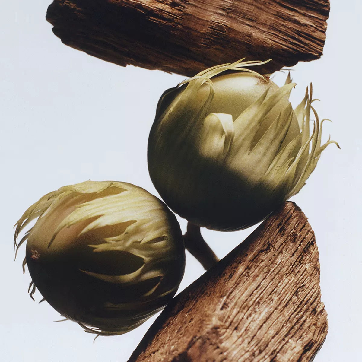 Jo Malone English Oak & Hazelnut EDC U 30 ml, 100 ml