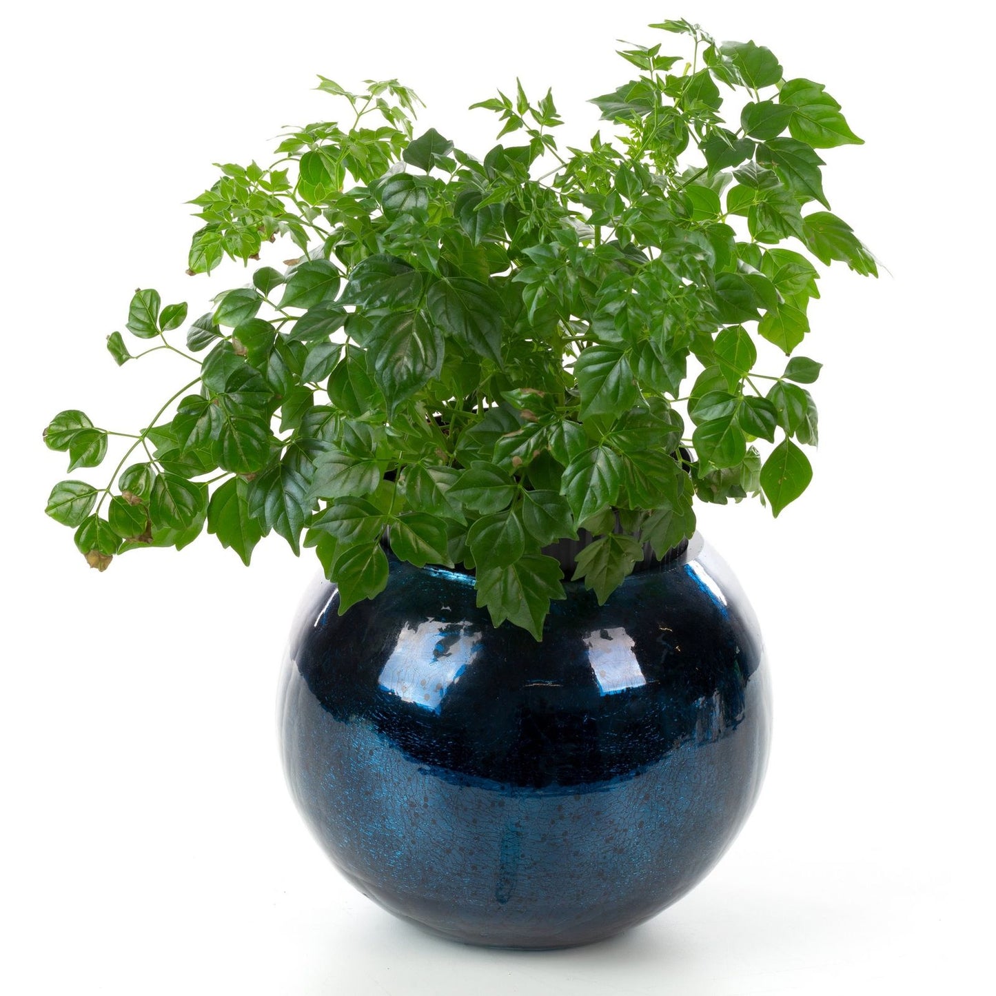 08f0307c3827e2996a07b899002be00f